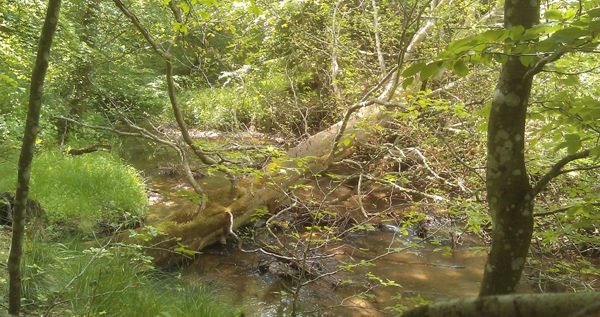Vild natur v Voer mølleå på Bjørnebandens  rute.jpg